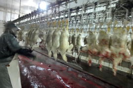 從鵝肝爭議到生物制品生產(chǎn)轉(zhuǎn)移 中國市場的責任與機遇